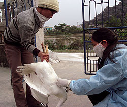 Tỷ lệ tiêm phòng thấp là một trong những nguyên nhân chính khiến cúm gia cầm liên tục tái phát.
